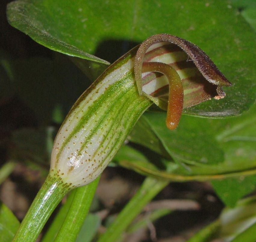 Arisarum vulgare / Arisaro comune